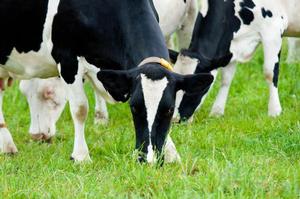 Woolworths gets the go ahead to directly negotiate with dairy farmers.